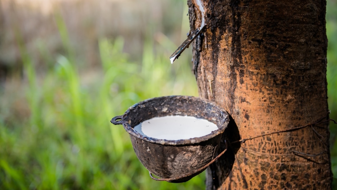 Giá cao su hôm nay 17/1 biến động trái chiều trên các sàn châu Á