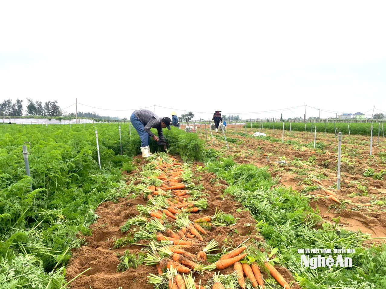 nông dân Quỳnh Liên cũ thu hoạch rà sroots