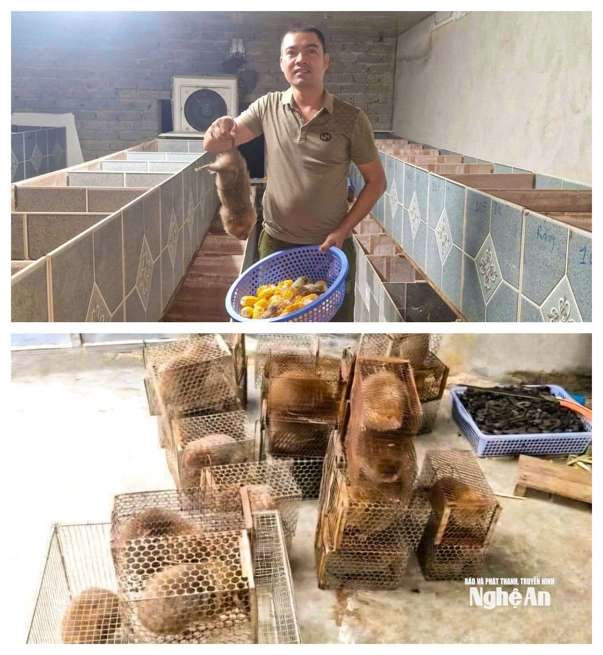 پیوند زدن خوکچه هندی