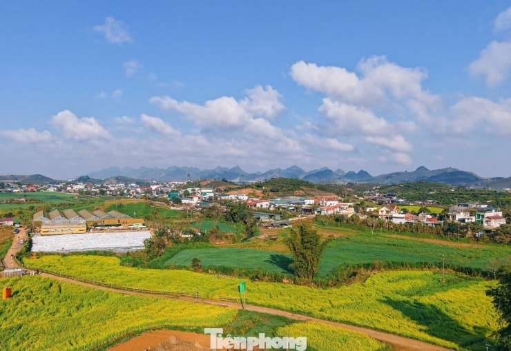 Du khách check-in tại cánh đồng hoa cải trong nắng chiều