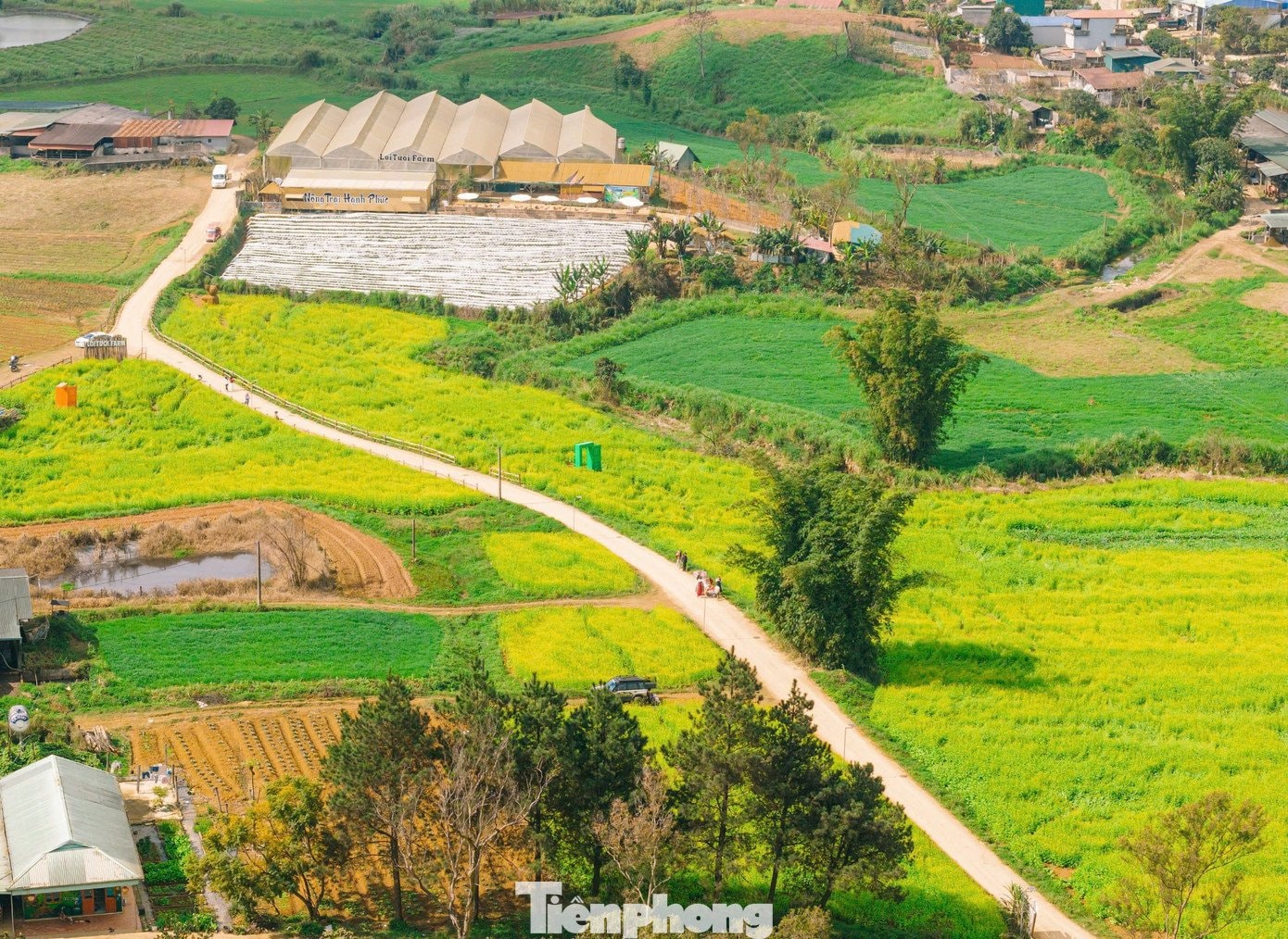 Khung cảnh cánh đồng hoa cải Mộc Châu lúc nắng lên