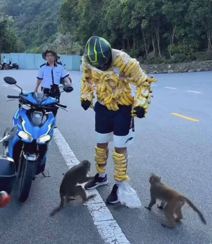 Hình ảnh du khách quấn chuối vào người để khỉ lao tới giành thức ăn tại Sơn Trà