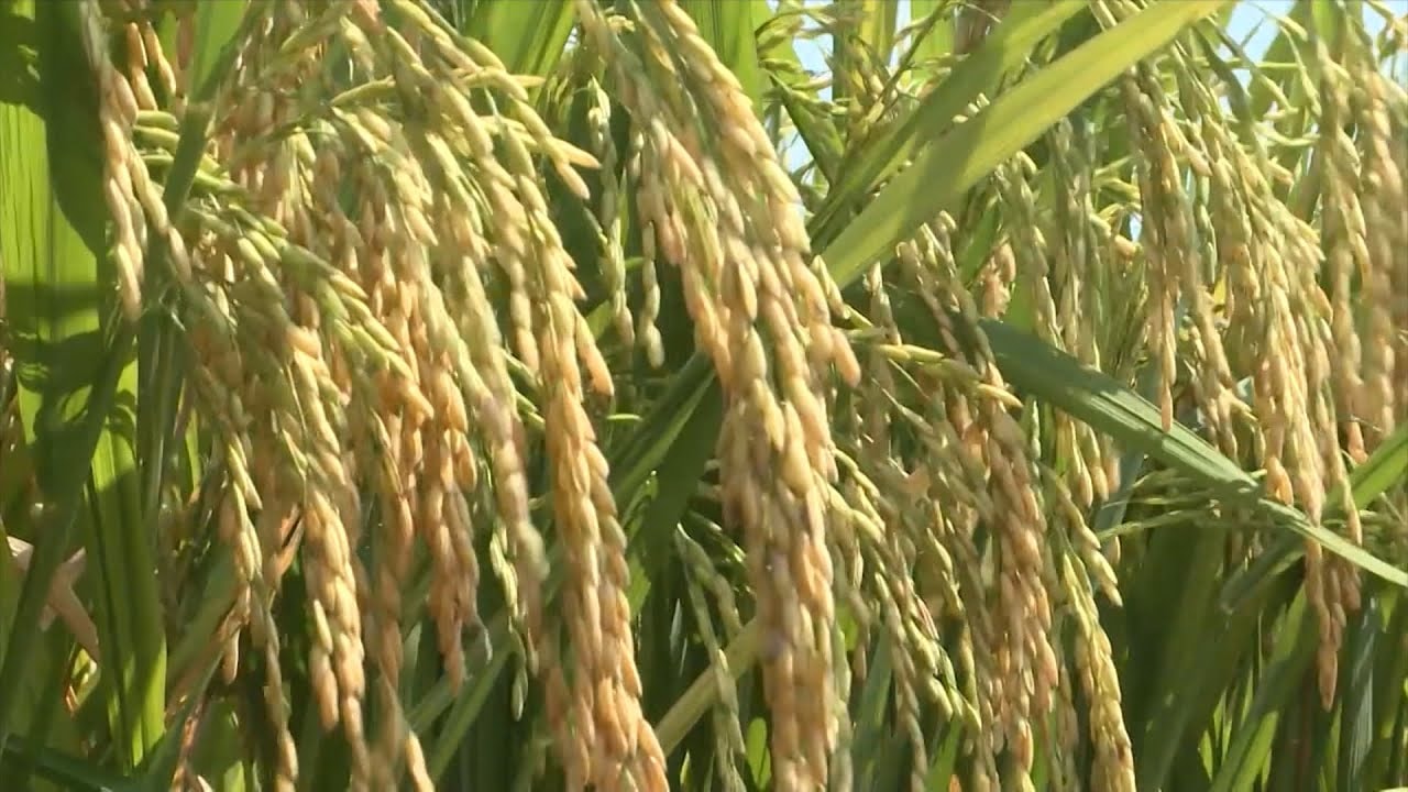 Giá lúa gạo ngày 19/1 Thị trường trong nước đi ngang xuất khẩu giữ mức ổn định