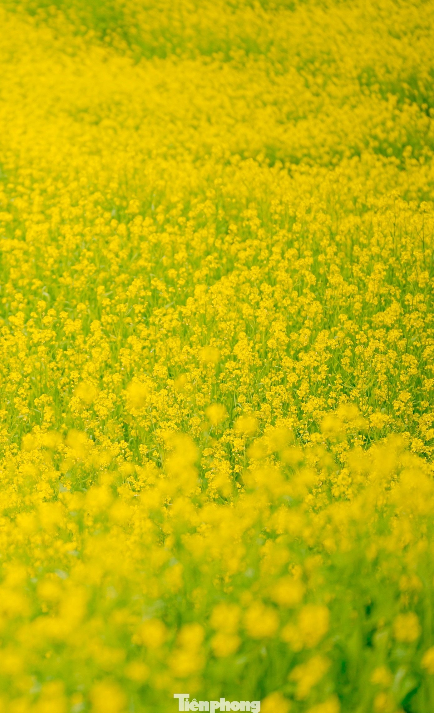 Người dân địa phương đầu tư tiểu cảnh để phục vụ du khách tham quan