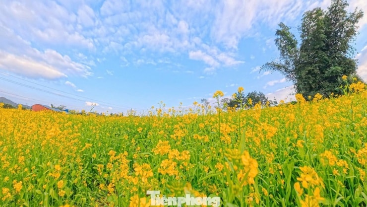 Cánh đồng hoa cải vàng nhìn từ trên cao