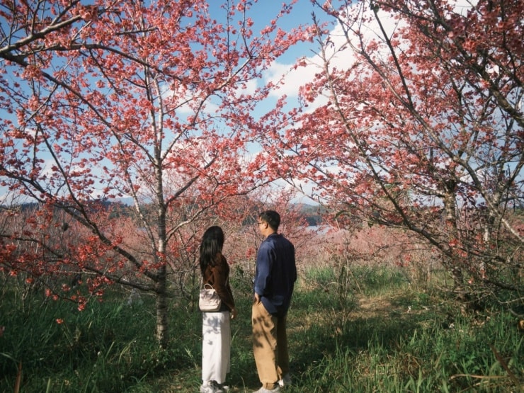 Đảo hoa anh đào Điện Biên là điểm dừng chân hấp dẫn khách du lịch