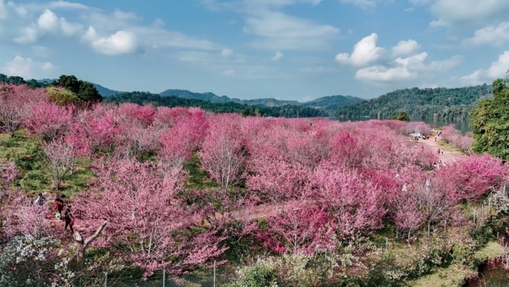 Một góc nhìn khác về đảo hoa anh đào giữa thiên nhiên hùng vĩ