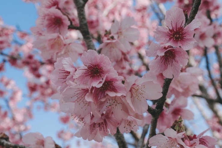 Cận cảnh những bông hoa anh đào Sakura Nhật Bản tại đảo hoa