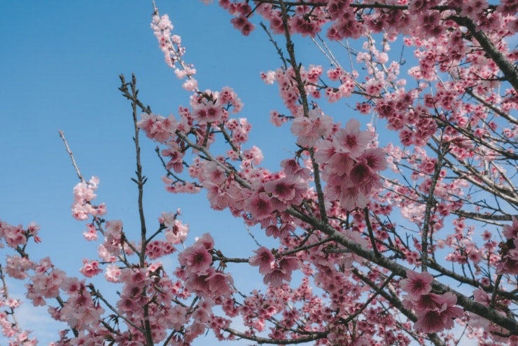 Cận cảnh hoa anh đào nở rực rỡ dưới nắng xuân tại đảo hoa Pá Khoang