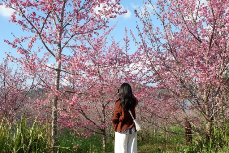 Du khách tham quan và chụp ảnh tại đảo hoa anh đào Điện Biên