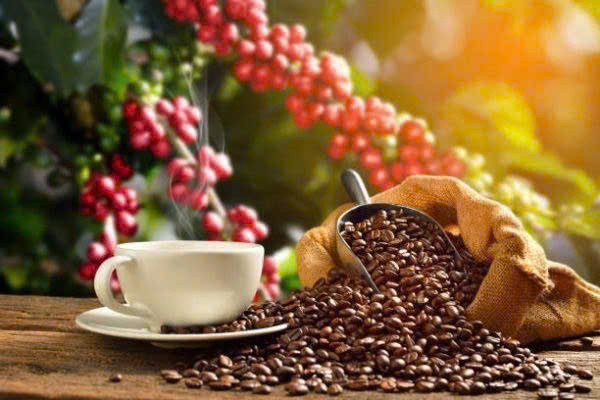 Giá cà phê hôm nay 21/1 tăng nhẹ tiến sát mốc 100.000 đồng/kg