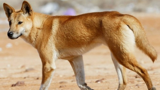 Một con chó dingo trên đảo K'gari, Australia. Ảnh: Asset