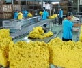 Nguồn cung cao su toàn cầu dự báo thấp hơn nhu cầu trong năm 2025 