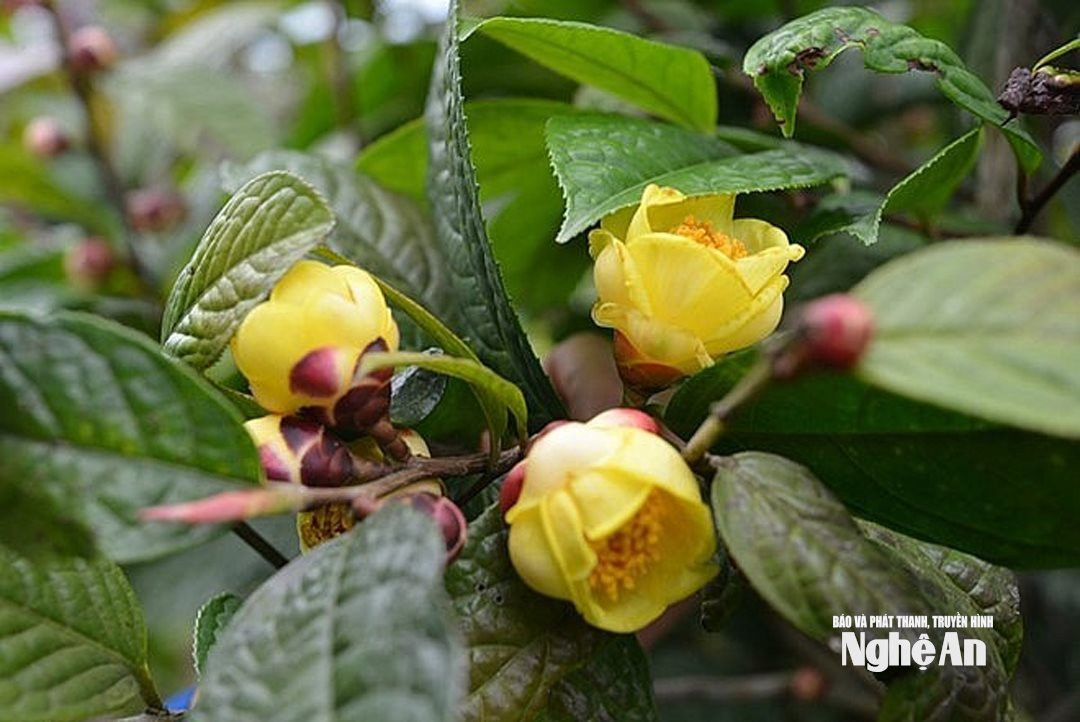 Chè hoa vàng ở Na Lợt phát triển tốt, búp to. Ảnh; KL3