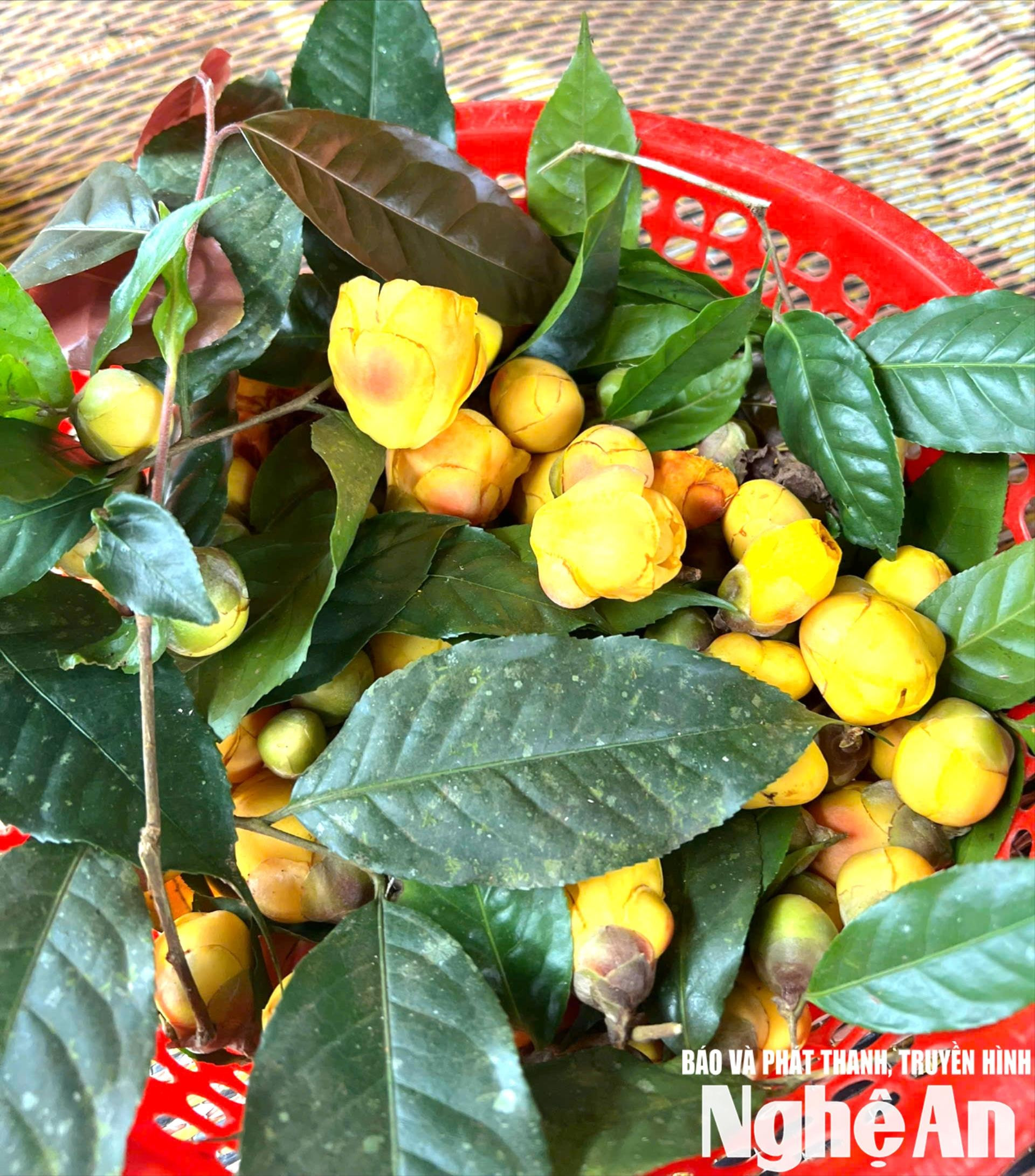 Chè hoa vàng thu hoạch tươi. Ảnh KL