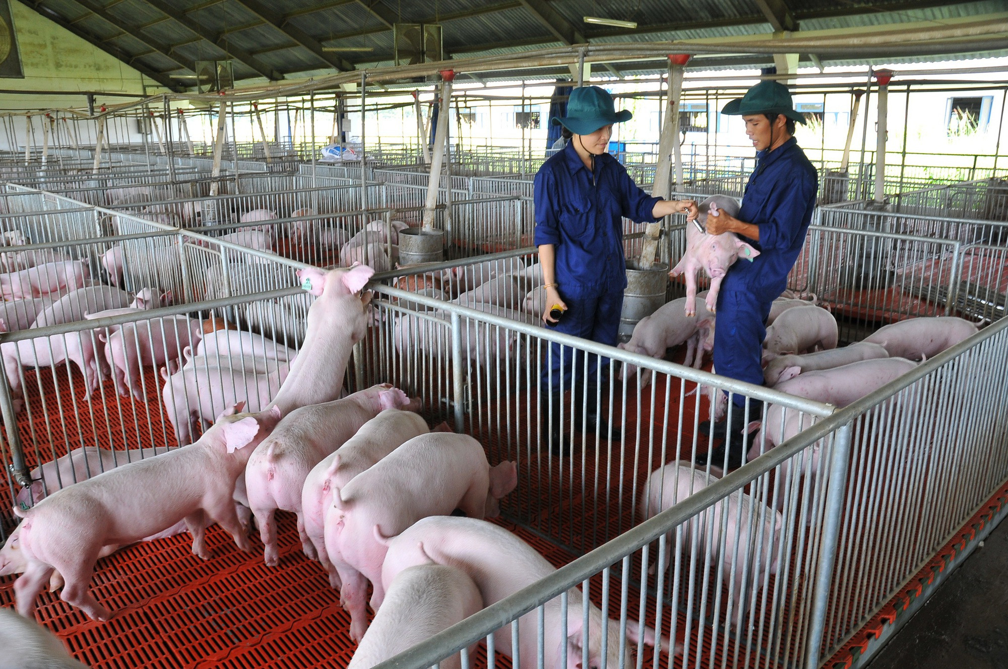 Pork prices today, January 22nd: Northern Vietnam leads the market,  reaching 79,000 VND/kg.