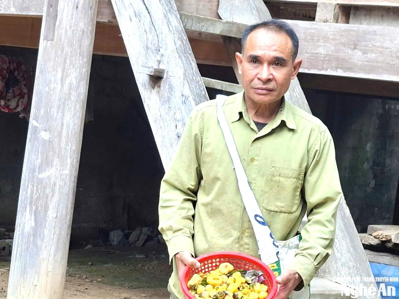Ông Xeo Văn Tình bản Na Lợt là người tiên phong đưa chè hoa vàng về trồng trong vườn nhà. Ảnh KL