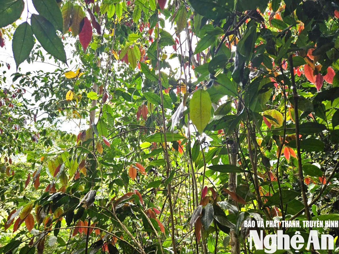 Rừng chè hoa vàng đang vào thời kỳ sinh trưởng ở bản Na Lợt, xã Nhôn Mai. Ảnh Thanh Phúc