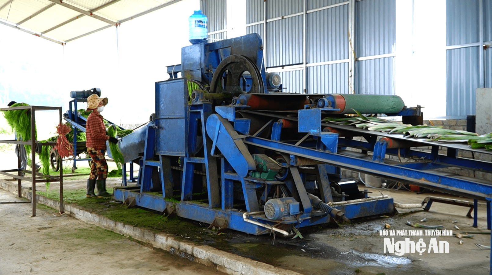 chế biến lá dứa phục vụ xuất khẩu tại HTX nông sản AETA