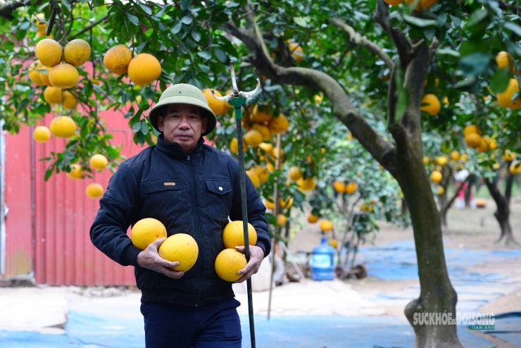 Thu hoạch và phân loại bưởi Diễn tại vườn