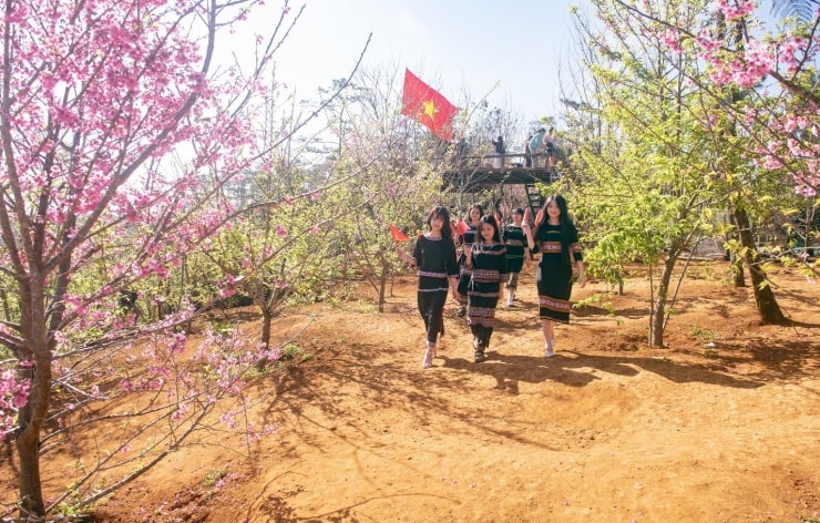 Hoa mai anh đào nở rộ trong nắng sớm Măng Đen