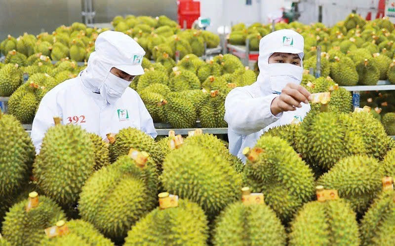 Giá sầu riêng hôm nay 27/1 Sầu Thái loại A giảm