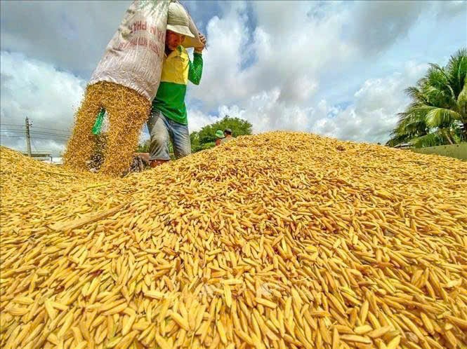 Giá lúa gạo hôm nay 27/1 Gạo nguyên liệu xuất khẩu giảm nhẹ