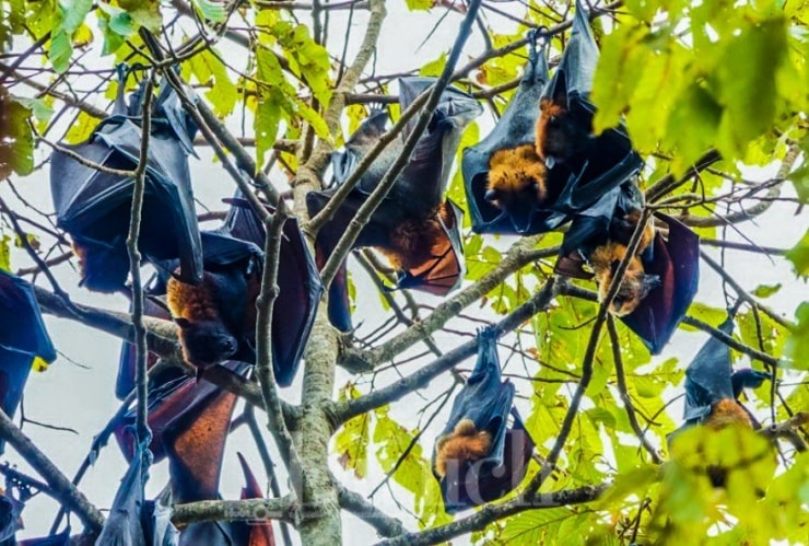 Virus Nipah có nguồn gốc từ dơi ăn quả với tỷ lệ tử vong cao.