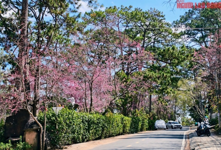 Hoa mai anh đào bên những ngôi nhà tại Đà Lạt