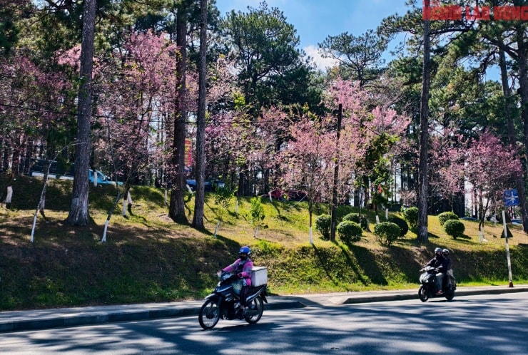 Du khách tham quan cung đường mai anh đào Trần Hưng Đạo