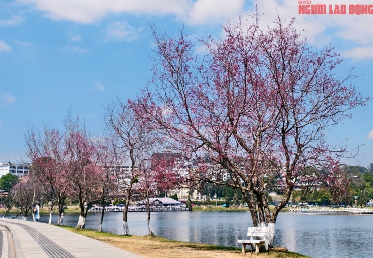 Mai anh đào nở rộ trên đường Vạn Kiếp