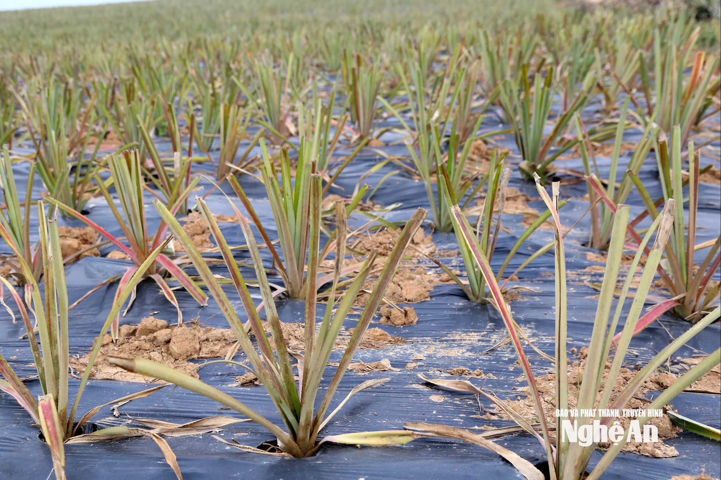 ໝາກນັດພະລາຊິນີໄດ້ປູກມາເປັນເວລາໜຶ່ງເດືອນແລ້ວຢູ່ຕາແສງເຕິນອານ. ພາບ: ຊວນຮວ່າງ