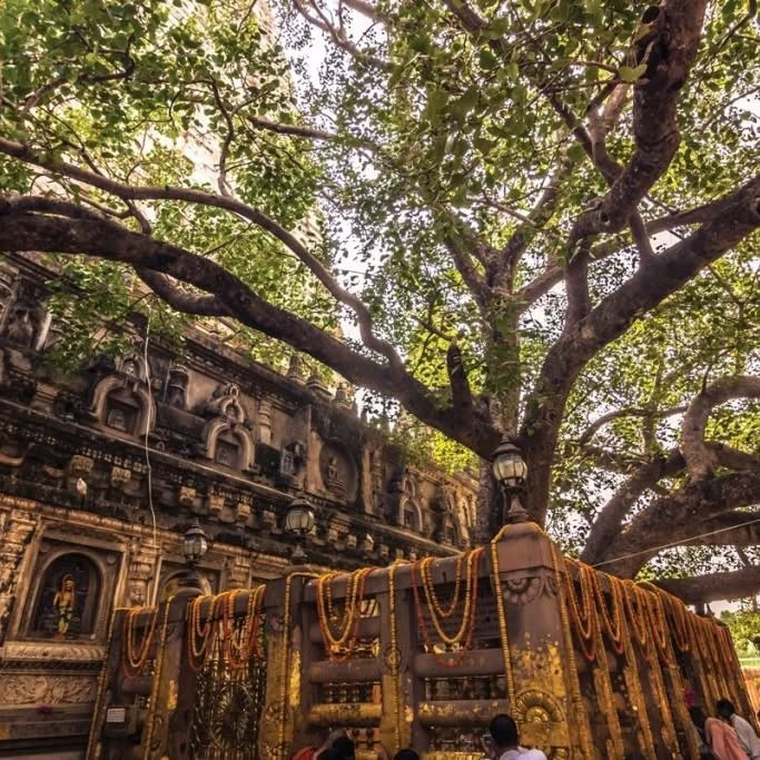 Cội Bồ Đề linh thiêng tại Bodh Gaya