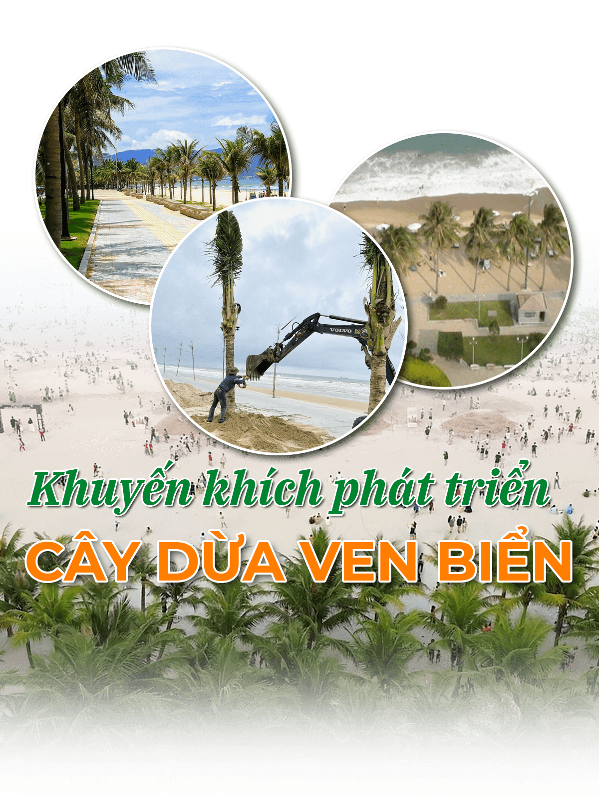 Khuyến khích phát triển cây dừa ven biển