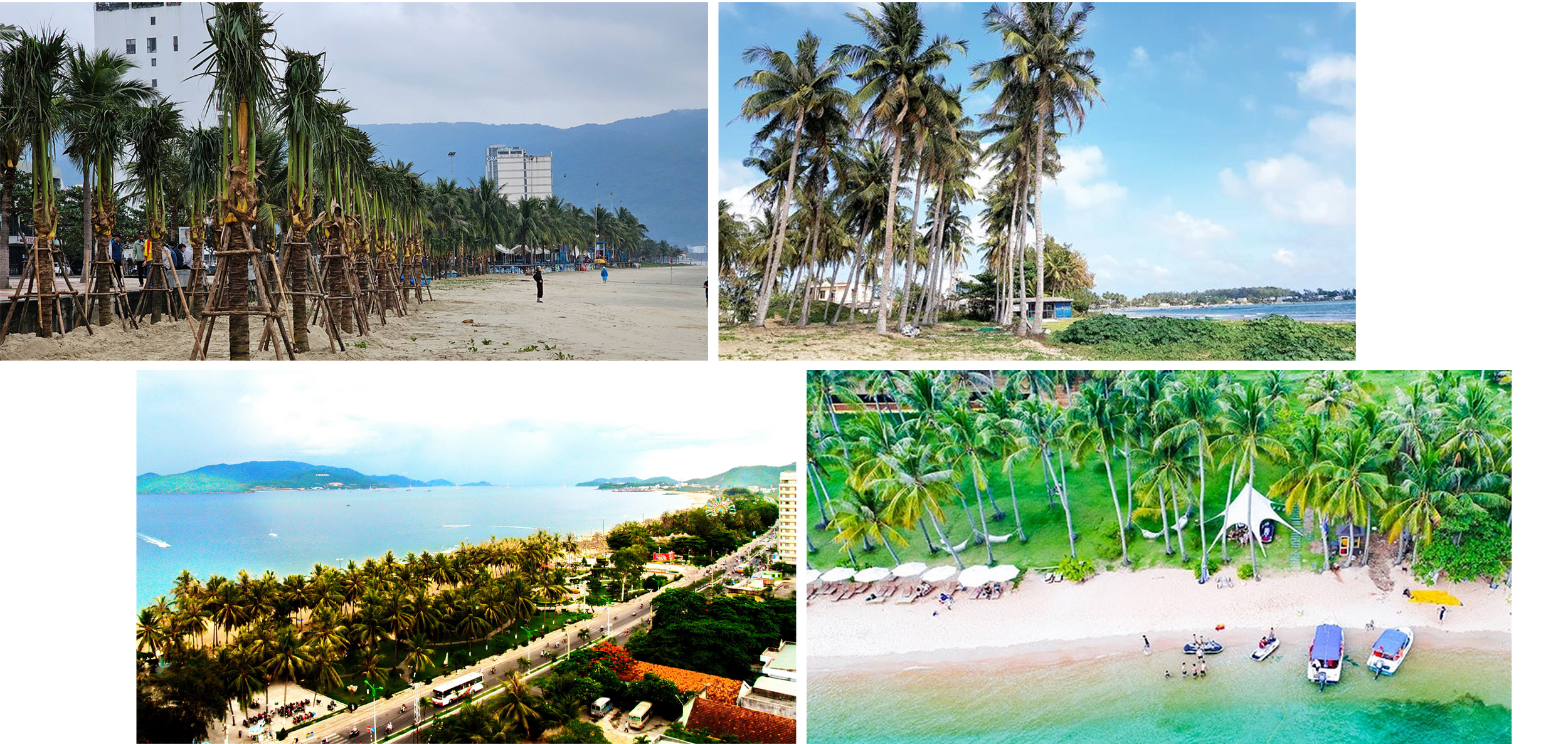 Cây dừa được trồng ở các bãi biển Đà Nắng, Quảng Ngãi, Nha Trang, Phú Quốc