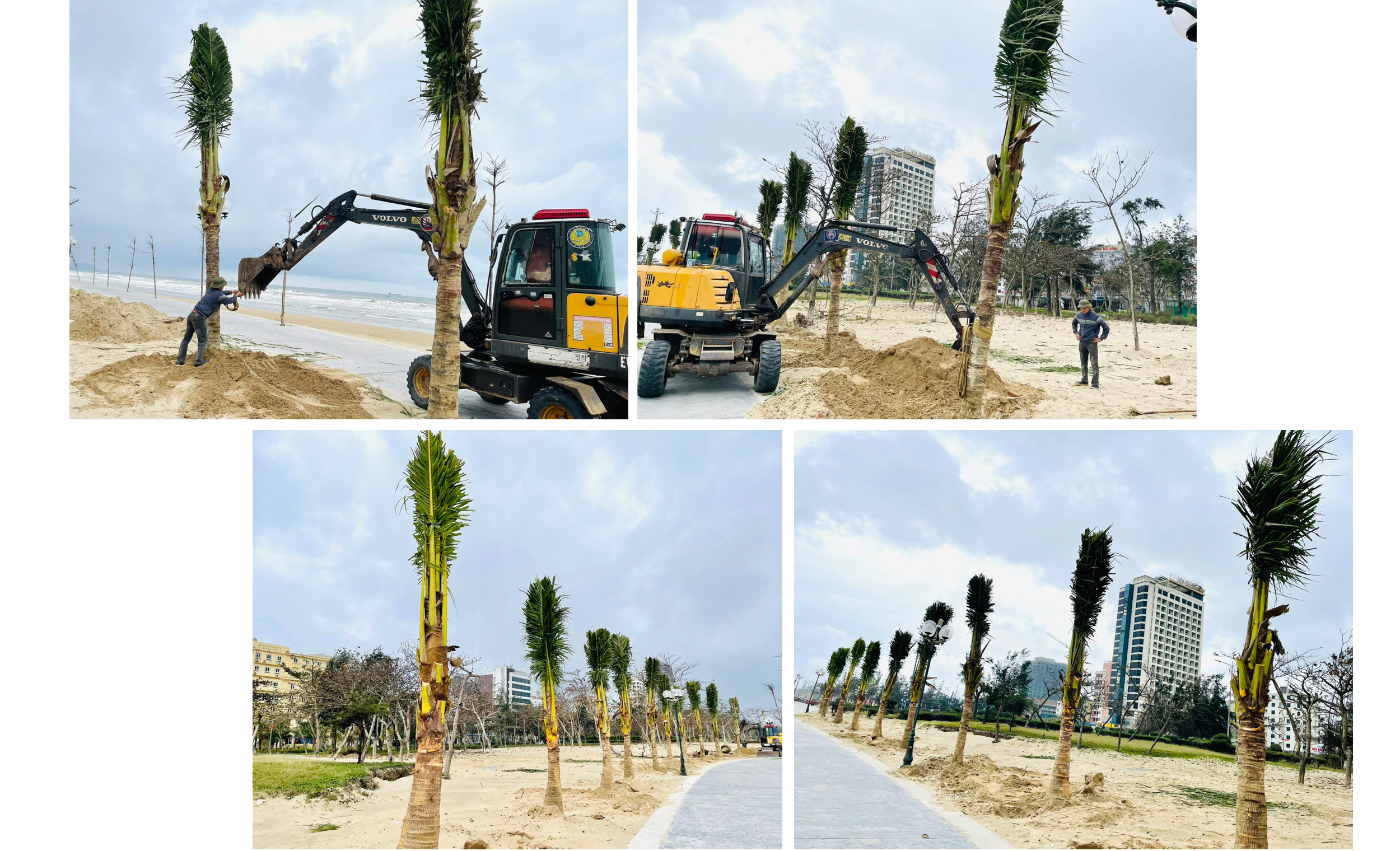 Phường Cửa Lò trồng dừa dọc tuyến đường dạo bộ ven bãi biển