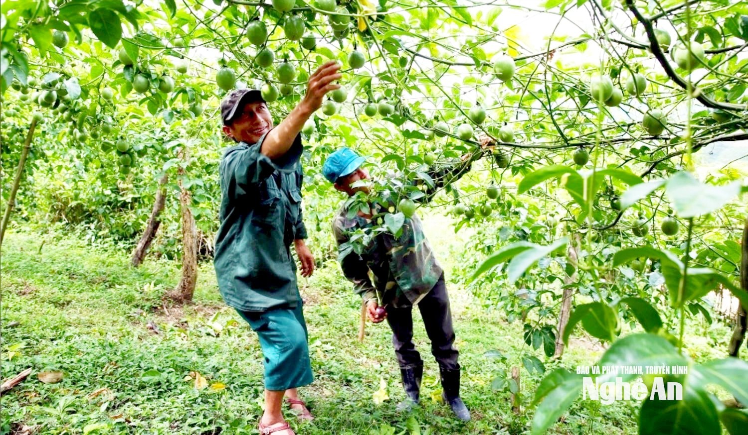 Cay chanh leo bén duyên với Huồi Cọ từ năm 2016 nhờ những người đi đầu như ông Và Chắn Dờ. Ảnh tư liệu
