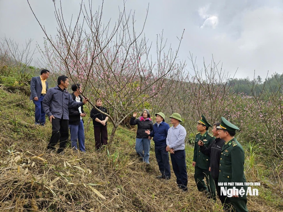 Đoàn công tác xã Nhôn Mai thăm mô hình trồng đào trên rẫy của ông Và Chắn Dờ. Ảnh TP