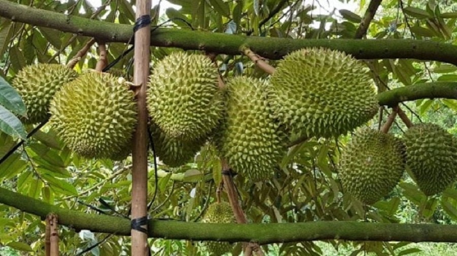 Giá sầu riêng hôm nay 12 Thị trường duy trì mức cao