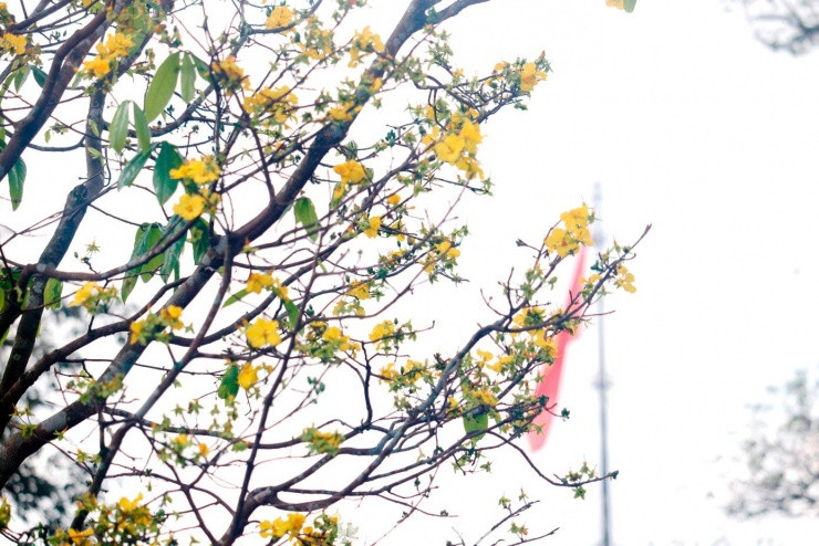 Hoàng mai được trồng từ nhiều thế kỷ trước trong các khu vườn cung đình, phủ đệ và chùa chiền tại Huế.