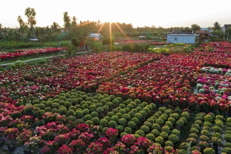 Nhìn từ trên cao làng quê yên bình như khoác lên tấm thảm đa sắc, xứng danh vương quốc hoa giấy của miền Tây.