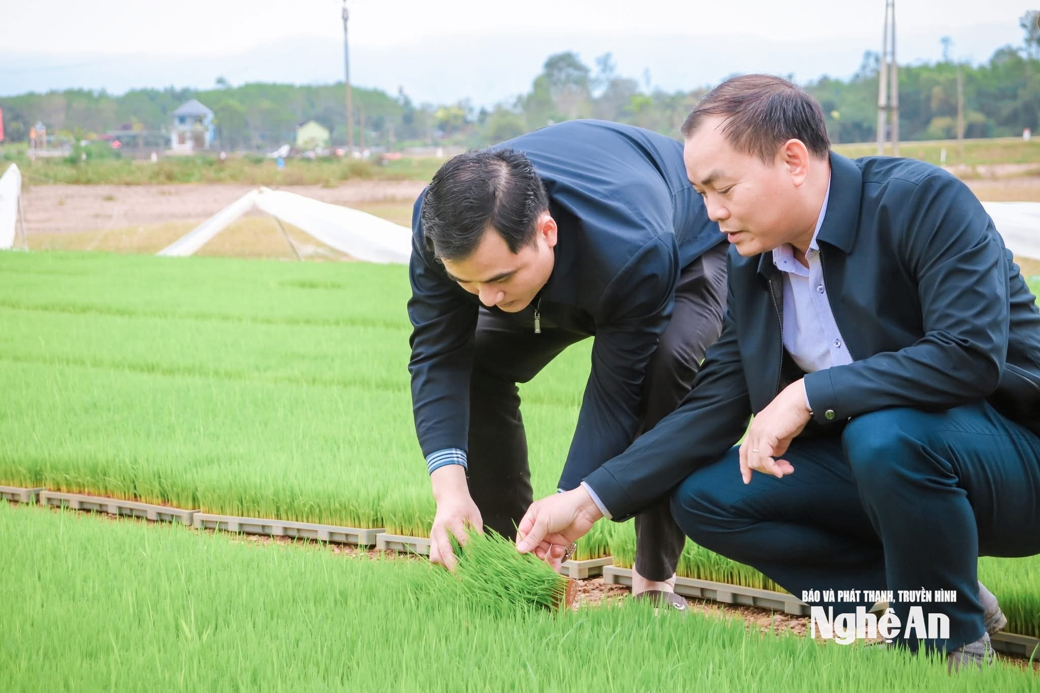 ون ترونگ m4566