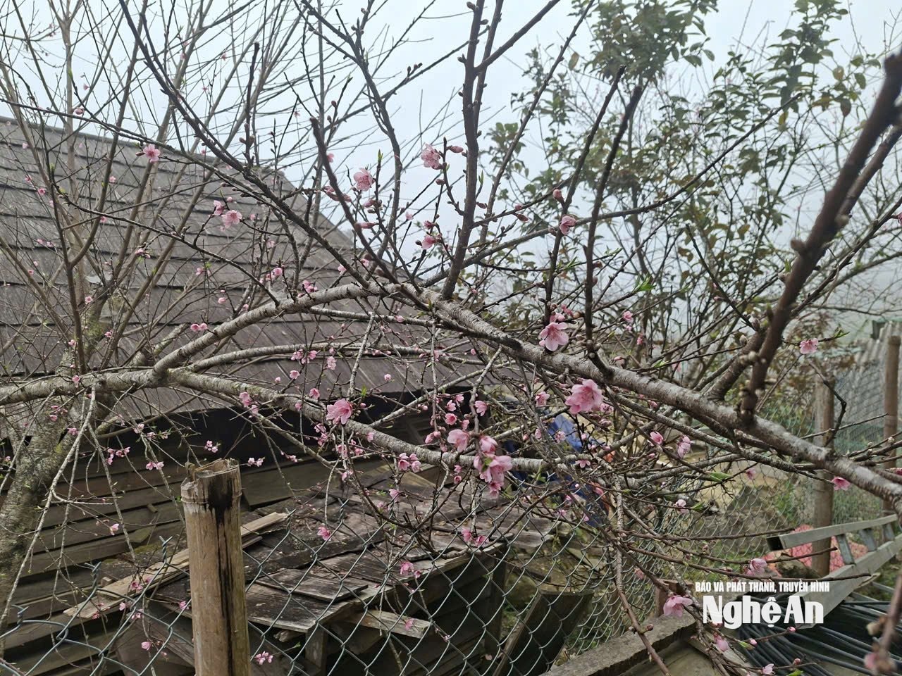 Những cây đào cổ tạo nên nét riêng của Huồi Cọ. Ảnh KL
