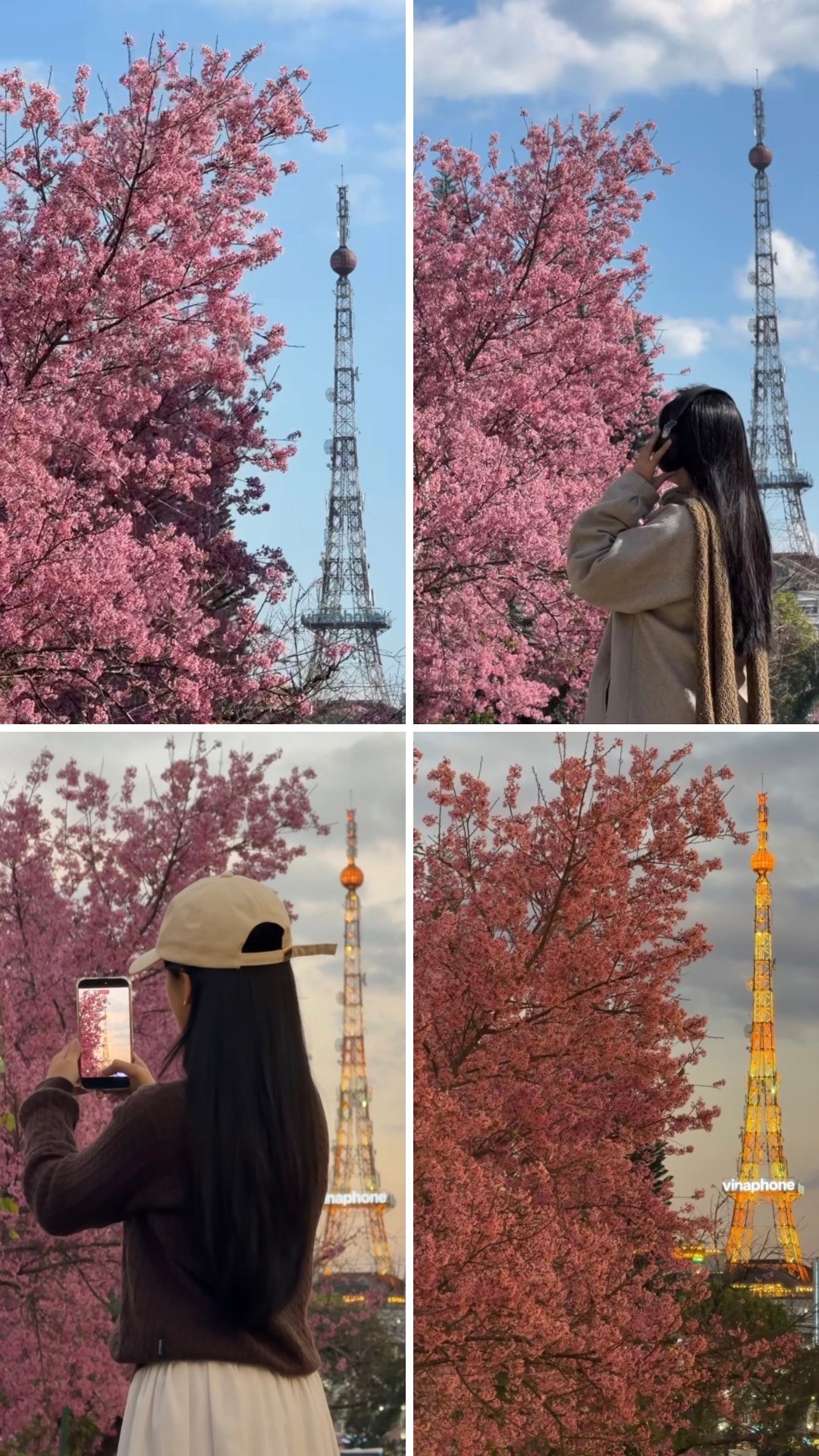 View mai anh đào đường Lê Đại Hành