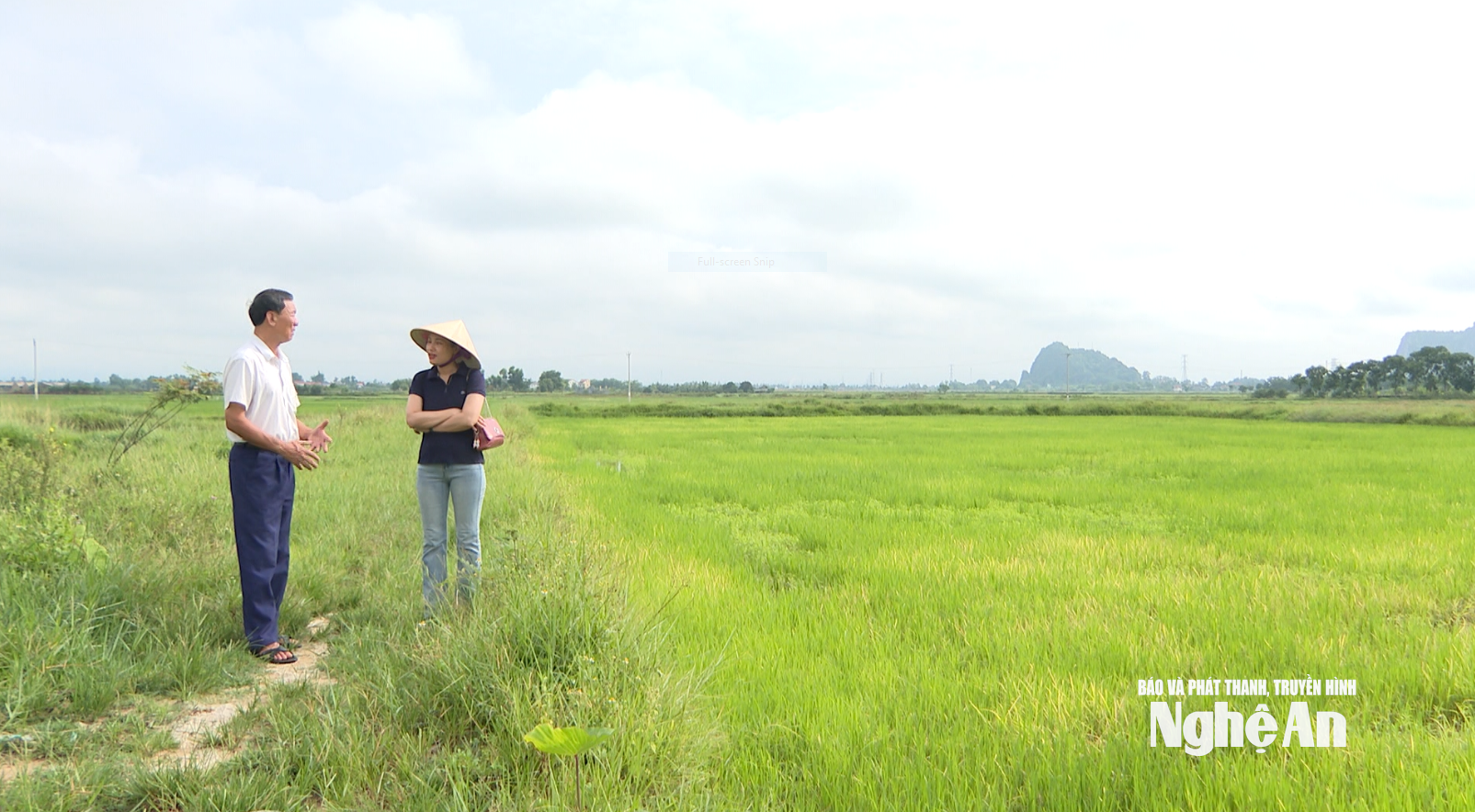 حقول بذور الأرز المزروعة عضوياً بواسطة شركة فينه هوا للعلوم والتكنولوجيا المحدودة. صورة من هوانغ فييت آنه