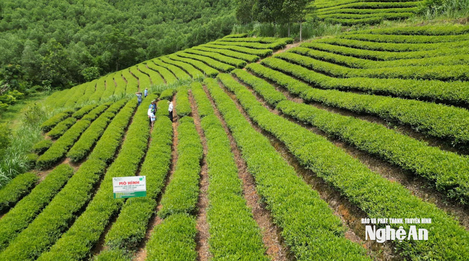 Nông nghiệp hữu cơ trong chiến lược phát triển nông nghiệp xanh