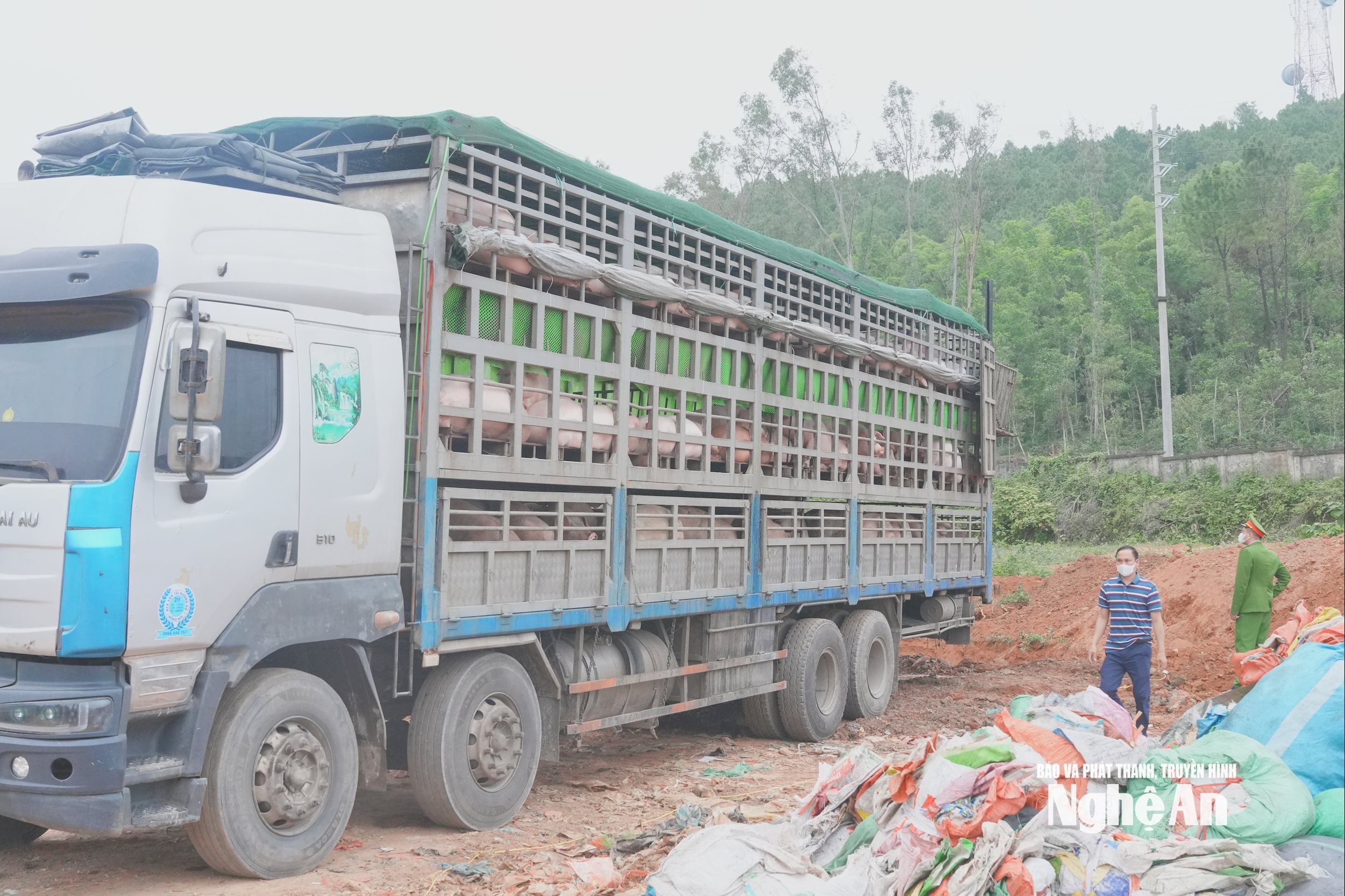 Xe ô tô chở hơn 15 tấn lợn nhiễm dịch tả lợn châu Phi bị lực lượng chức năng phát hiện, ngăn chặn kịp thời. Ảnh: Phạm Thủy.