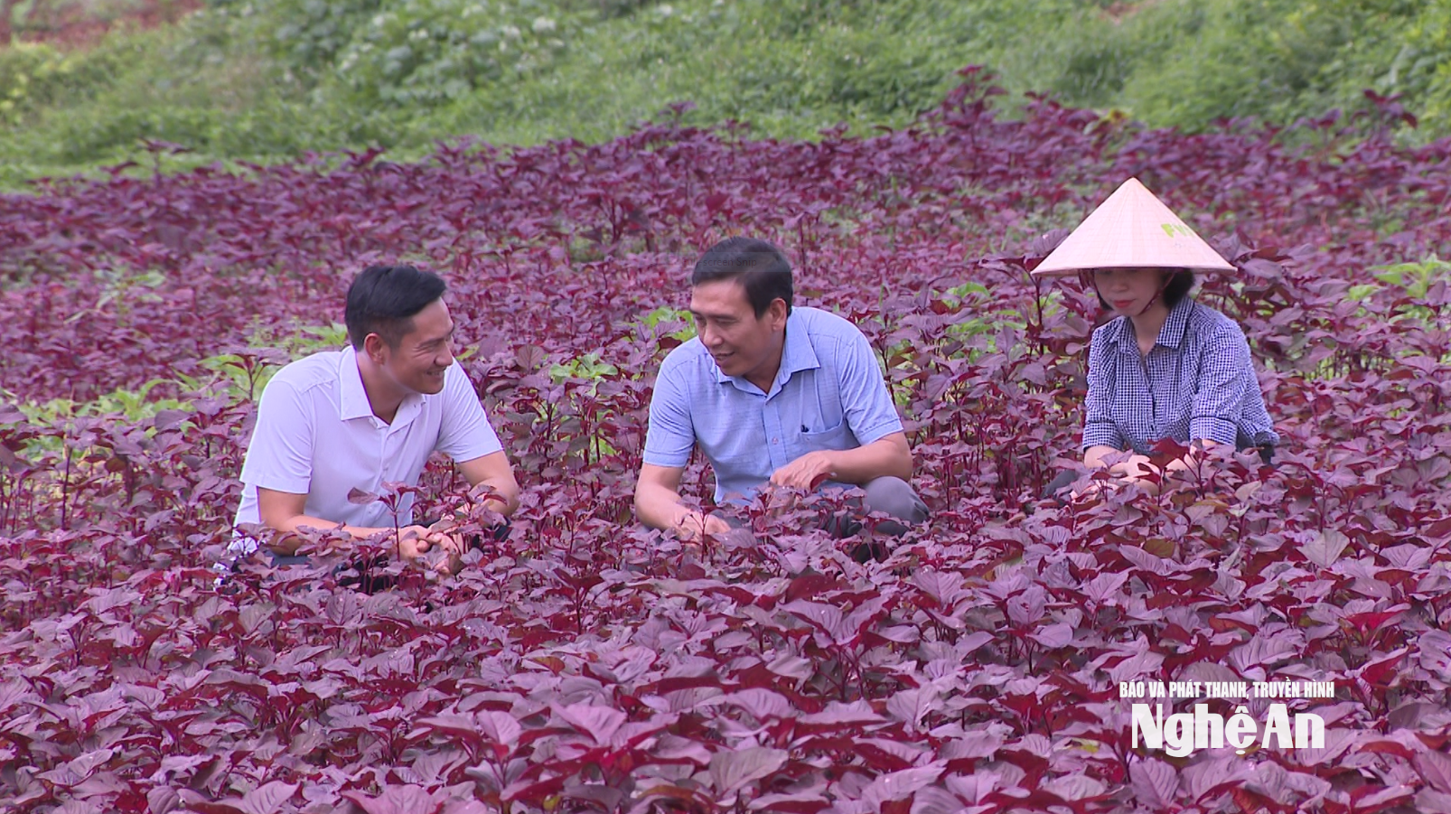 نموذج إنتاج وتوريد الخضراوات العضوية لشركة FVF، وهي شركة عالمية لإنتاج وتوريد الخضراوات والفواكه النظيفة تابعة لمجموعة TH. صورة من تصوير هوانغ فيت آنه.