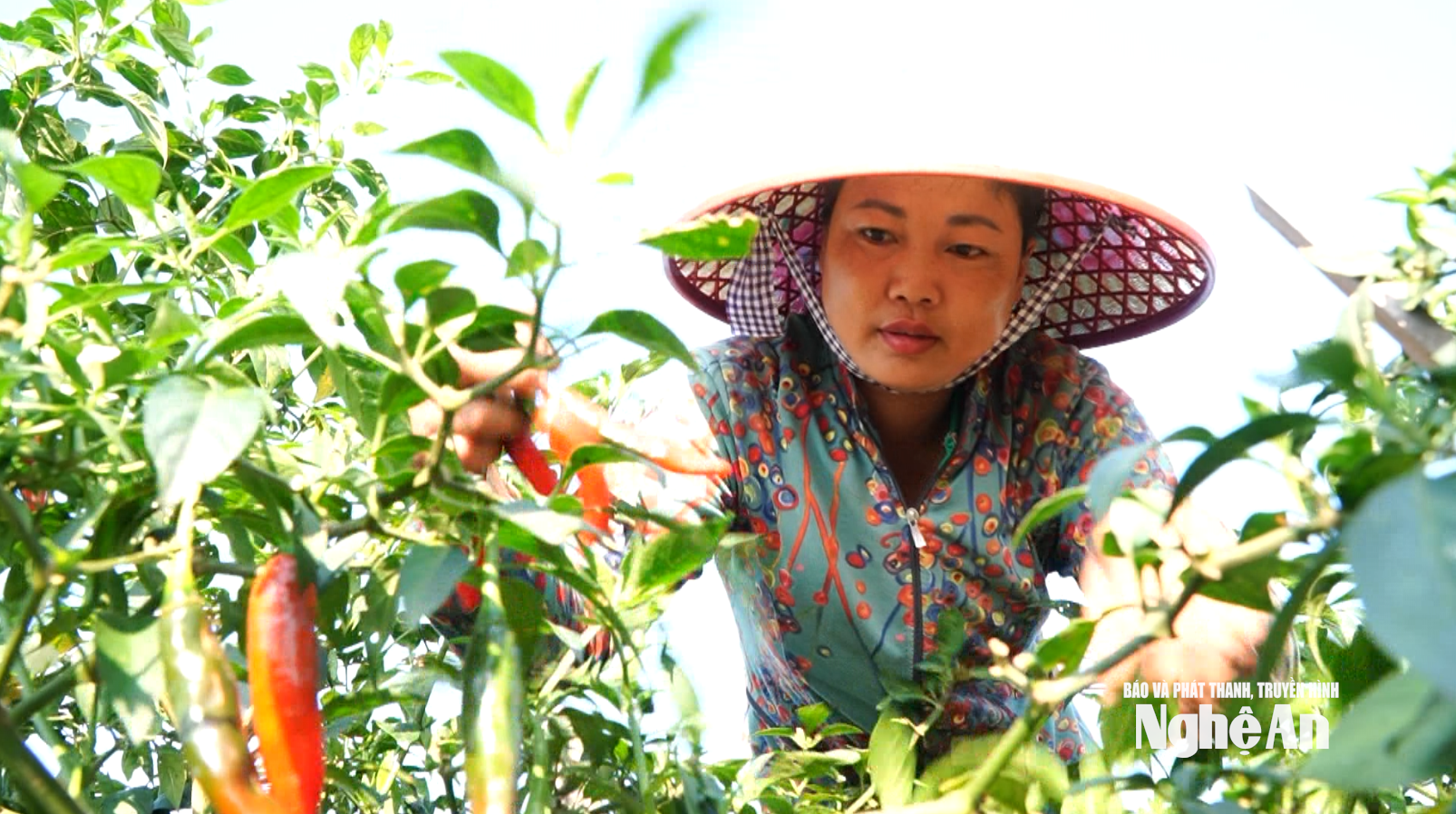 يزرع المزارعون في بلدة هوب مينه الفلفل الحار العضوي للتصدير. صورة من تصوير هوانغ فييت آنه.