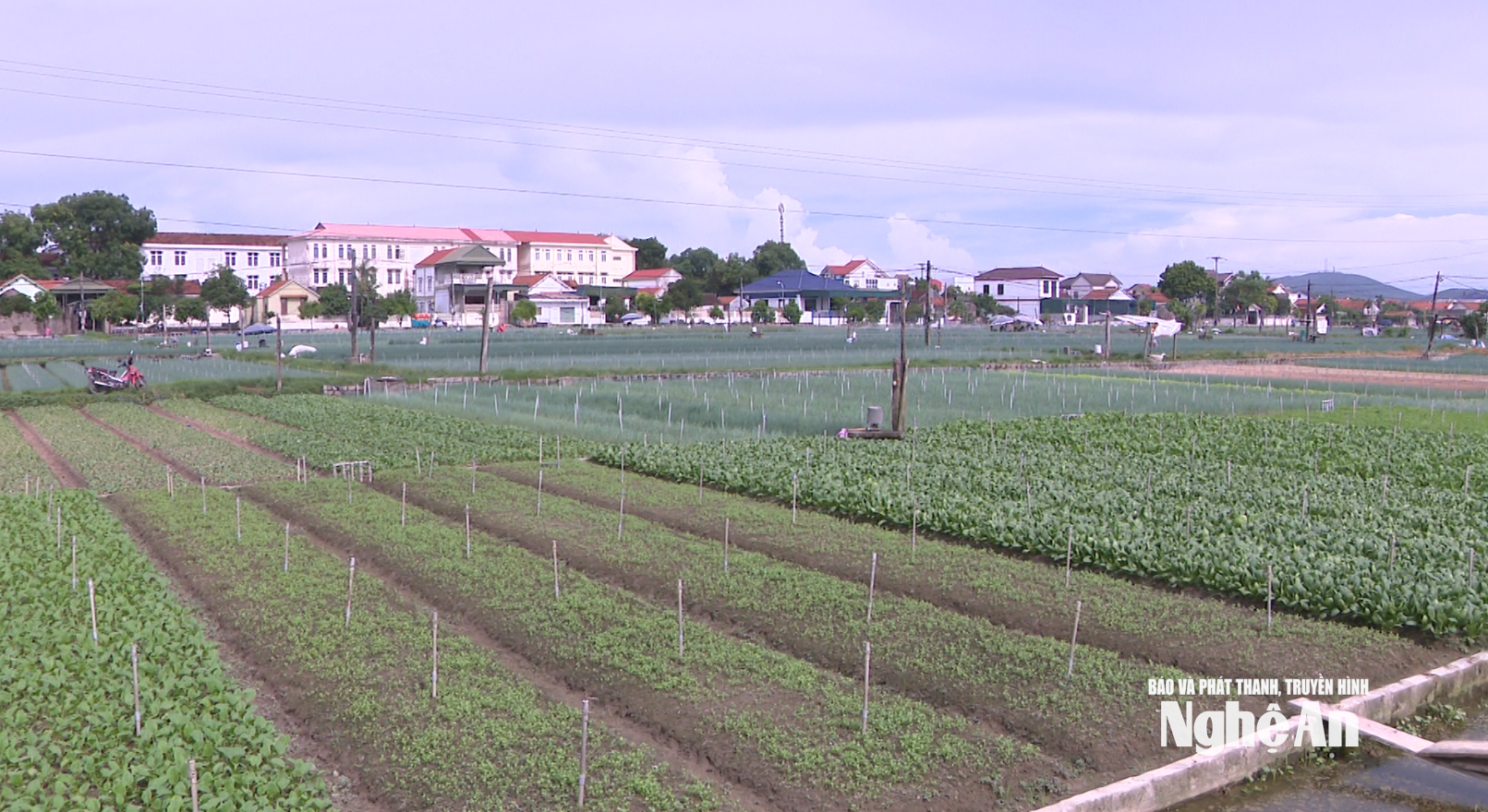 زراعة الخضراوات العضوية في كومونة كوين آنه. صورة من تصوير هوانغ فيت آنه.